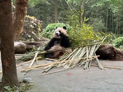 -都江堰中华大熊猫苑