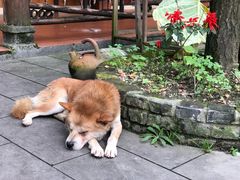 -青城甲(青城山店)