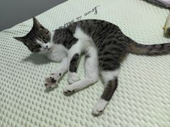 -艾吉宠物医院·疑难杂症转诊中心·猫友好(碧江路院)