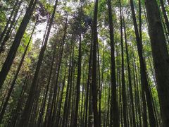 -山王坪喀斯特国家生态公园