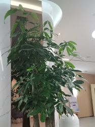 -上海伊莱美医疗美容医院