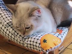-猫猫幼稚园·撸猫·桌游·电玩