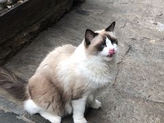 -喵屿·大理花园猫咖