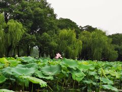 -西湖外事游船(花港观鱼码头)
