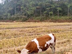 -井冈山风景名胜区
