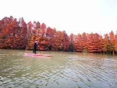 -上海海湾国家森林公园