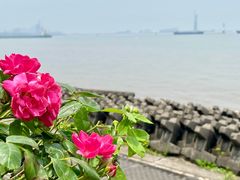 -上海滨江森林公园