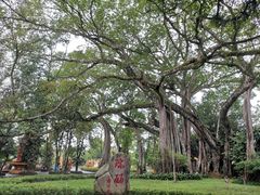 -瑞丽独树成林风景区