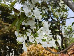-树山生态村