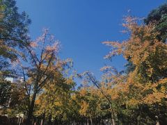 -八大关景区