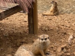 -大连森林动物园