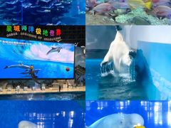 -泉城欧乐堡海洋极地世界