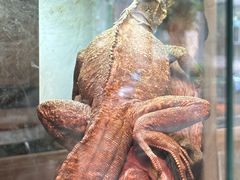 -酷以爬仙阁实体爬宠店·守宫·蜥蜴·专业繁育