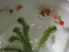 -花鸟鱼虫鲜花绿植市场(玉泉路店)