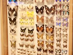 -墨尔本博物馆(Melbourne Museum)