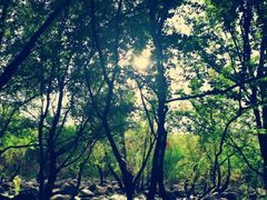 -吴淞炮台湾湿地森林公园烧烤区