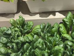 -九孔·筒骨莲藕汤锅(大明宫万达店)