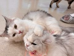 -共舞时光猫咖·狗咖(新街口店)