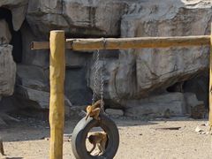 -大青山野生动物园