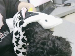 -萌兽医馆·绝育·24小时内科·宠物医院(德胜店)