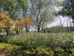 -昆山城市生态森林公园