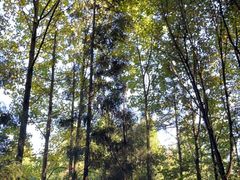 -武陵山森林公园