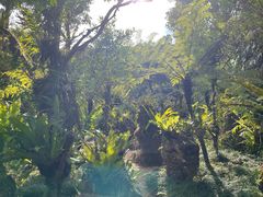 -深圳仙湖植物园