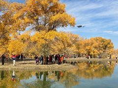 -金塔沙漠胡杨林景区