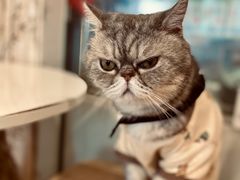 -楼上猫咖(罗湖店)