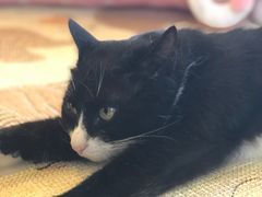 -猫的茶·猫咖