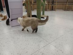 -喵园·猫主题咖啡厅·撸猫·猫咖(国贸店)