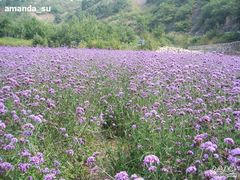 -紫海香堤香草艺术庄园