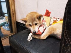 -猫色咖啡·猫咖