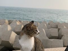 -情人坝酒吧街