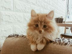 -平行世界·猫咖(首经贸店)