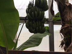 -呀路古热带植物园