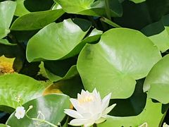 -长春市南湖公园