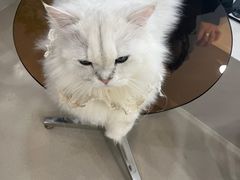 -共舞时光猫咖·狗咖(新街口店)