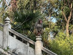 -苏州上方山国家森林公园