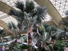 -杭州开元森泊度假乐园