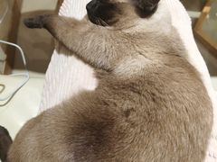 -藏猫猫咖啡主题馆(中央大道店)