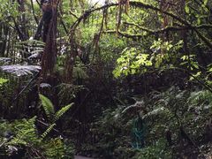 -怀托摩萤火虫洞