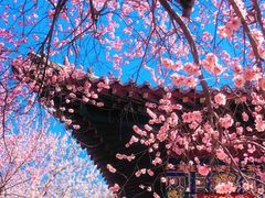 -桃花堤公园