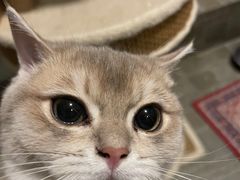 -糯米喵星人总部直营旗舰店·猫舍·幼猫出售