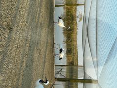 -盐城丹顶鹤湿地生态旅游区