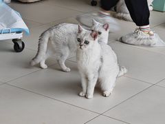 -怪兽屋·羊驼·猫咖·狗咖(俊华广场店)