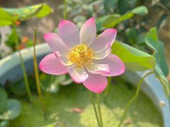 -蒲河大集