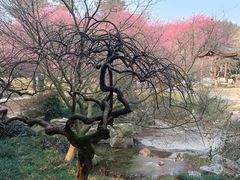 -杭州植物园