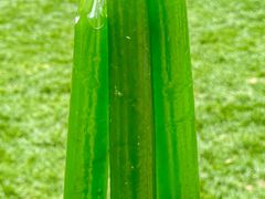 -椰子湾·海南火锅·糟粕醋·椰子鸡(正大广场店)