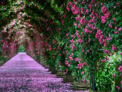 -广富林郊野公园